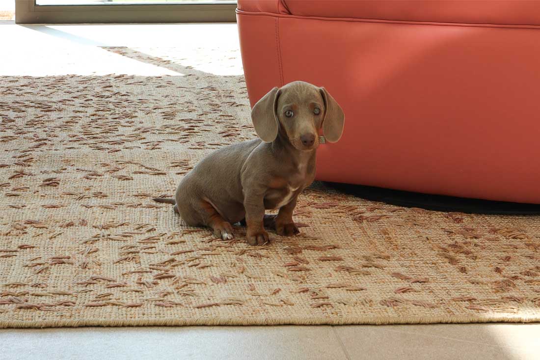 Dachsund puppy on jute rug joseph king interiors bristol